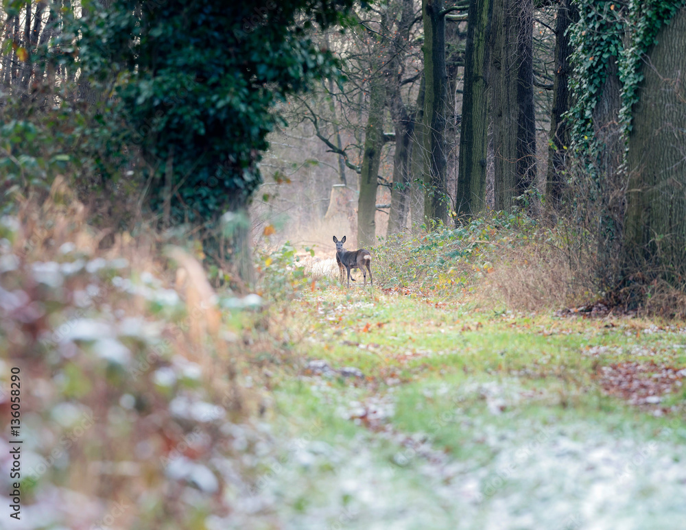 Fototapeta premium Alert roe deer standing on path in winter forest.