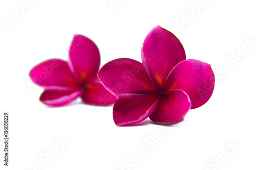 plumeria flower with isolate