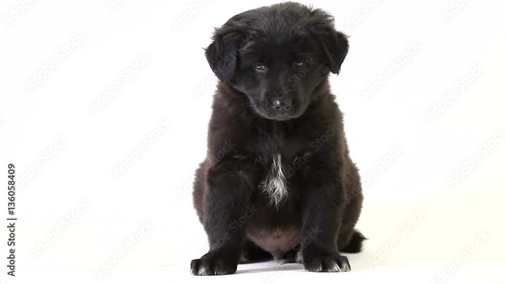puppy black isolated on a white screen puppy black isolated on a white screen
