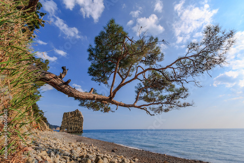 Beautiful scenic summer landscape of pine tree and mountain rock jetting out into the sea. Sunny day scenery of stony seashore on the cliffy Black sea coast with blue sky photo