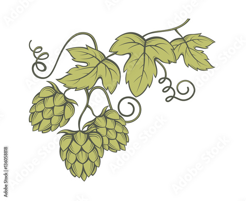 illustration of hops for brewing