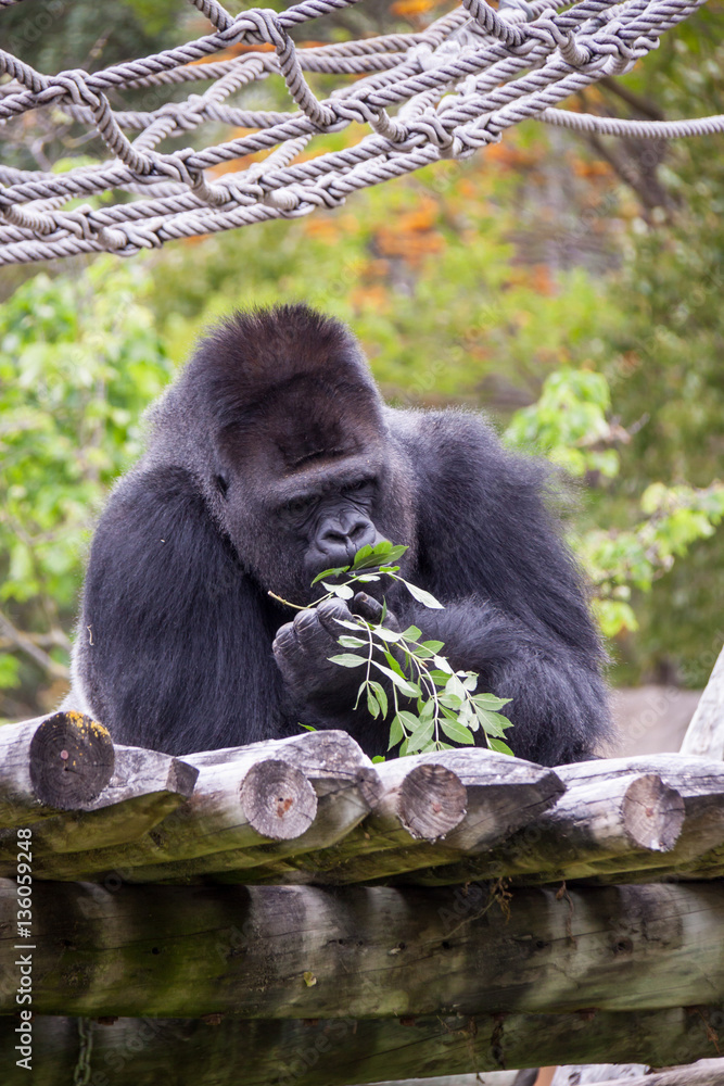 Obraz premium Male Western Gorilla (Gorilla gorilla) in Zoo