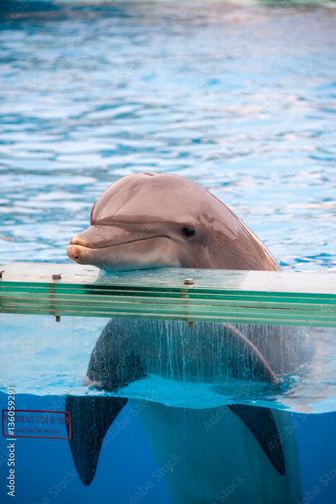 Naklejka premium Smiling Bottlenose Dolphin (Tursiops) in Aquarium