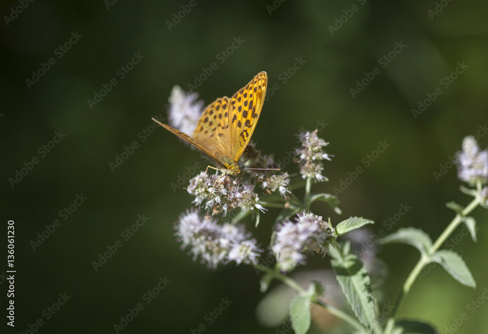Obraz premium Braunfleckiger Perlmutterfalter