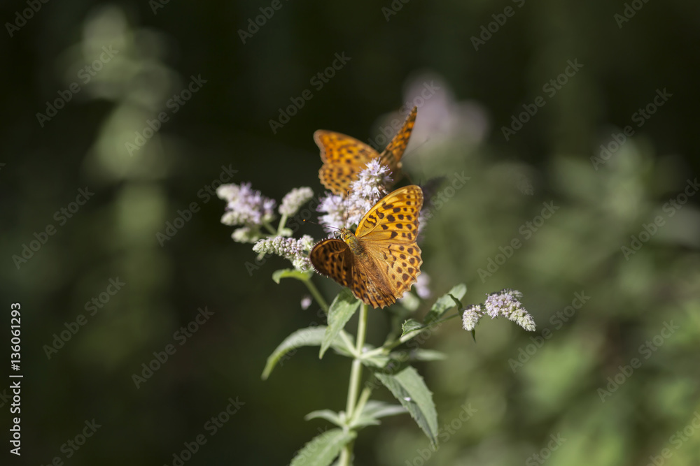 Obraz premium Braunfleckiger Perlmutterfalter