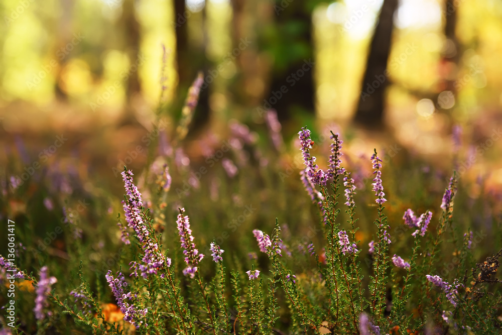 Obraz premium delicate flowers of purple heather in a forest glade. Natural view of the forest in the background. Beautiful morning sunlight. 