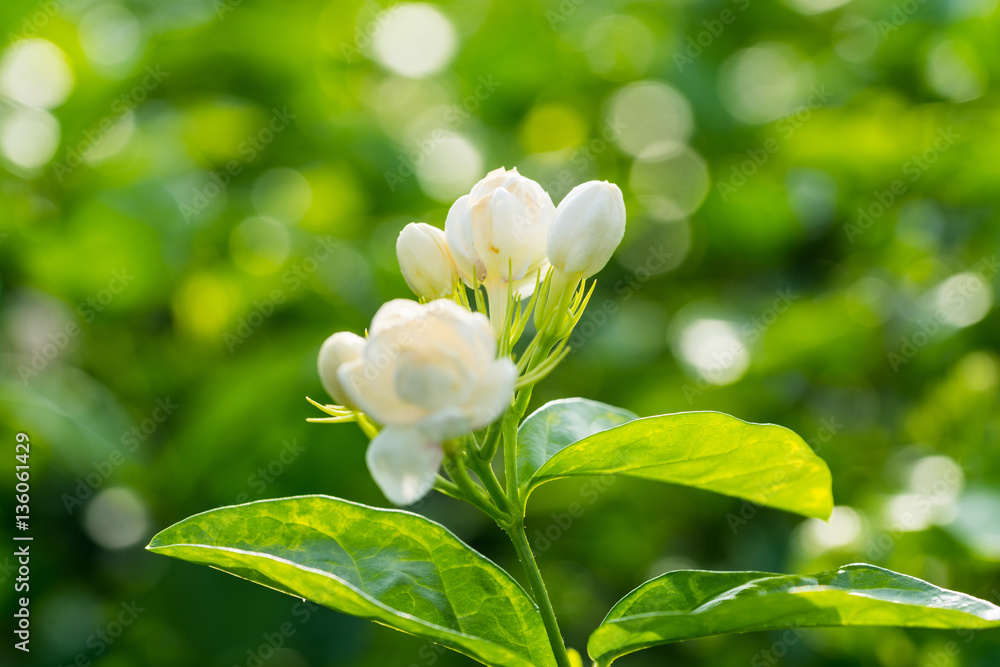 jasmine flower