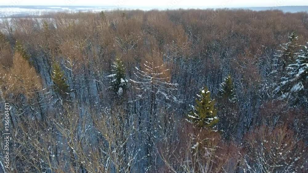 Low flight over snow forest in winter Low flight over snow forest in winter