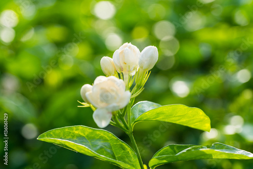 Obraz na płótnie jasmine flower w salonie