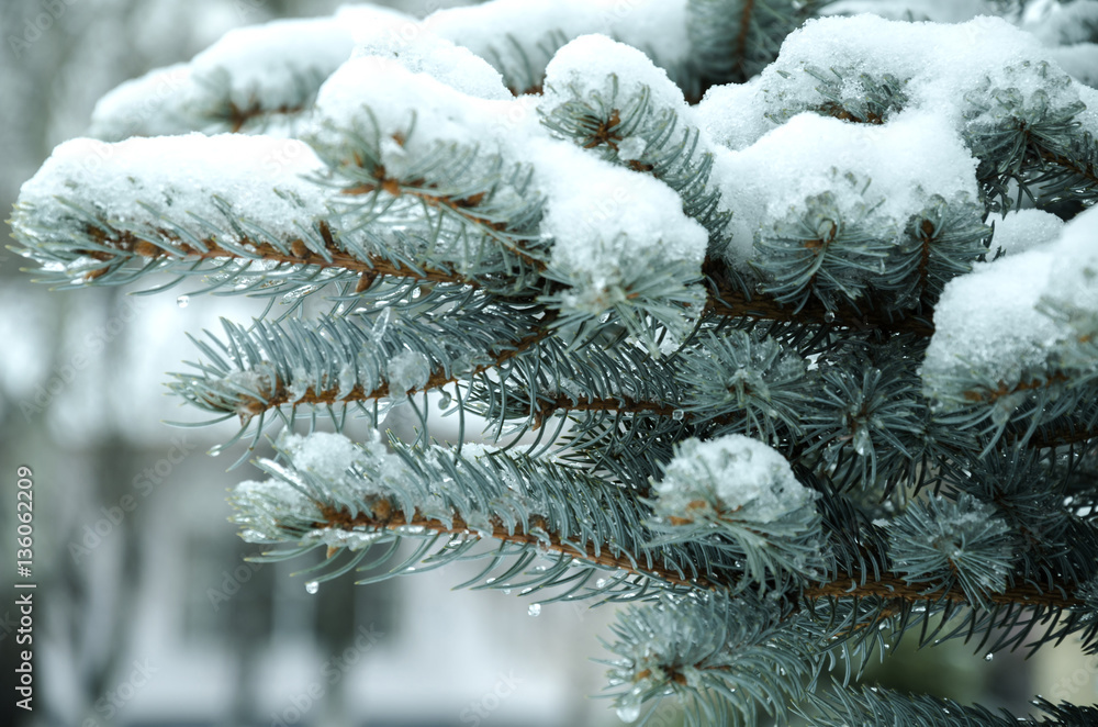 Fir tree branch covered with ice and snow