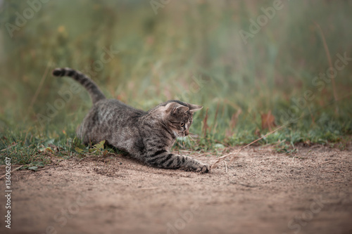 Tabby cat playing on a ground