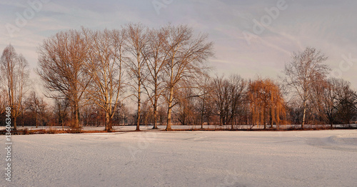 Panorama winterliche Buchenbäume