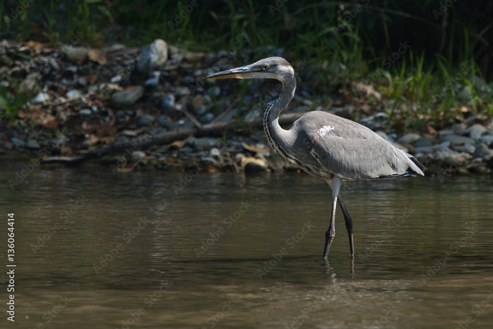 Grey heron Grey heron