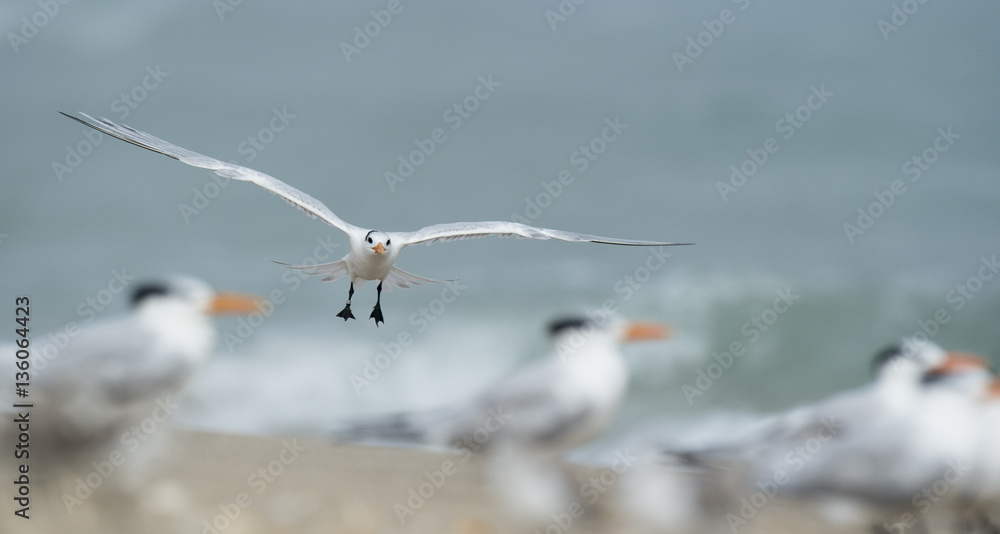 A Royal Tern glides in to land on a crowded beach with its wings stretched out on a foggy morning. A Royal Tern glides in to land on a crowded beach with its wings stretched out on a foggy morning.