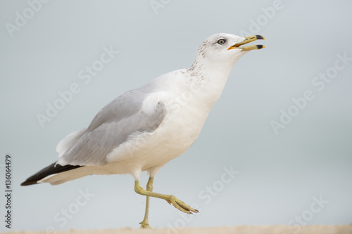 A Ring-billed Gull walks on a sandy beach while calling out with a smooth background in soft overcast light.