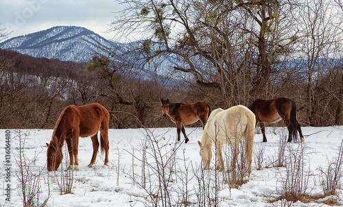 a horse in a pasture in the winter