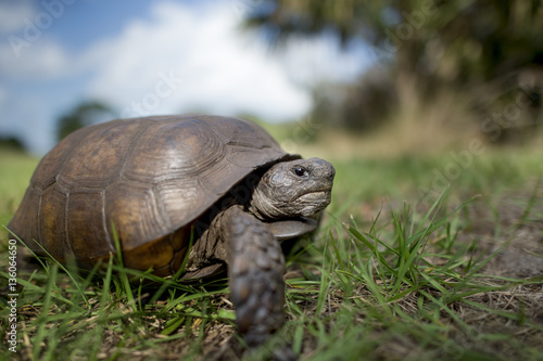 A Gopher Tortoise walking in green grass with a blue sky behind it on a bright sunny day.