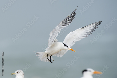 A Royal Tern flaps its wings high as it comes in to land on a beach on a foggy morning with others birds around.