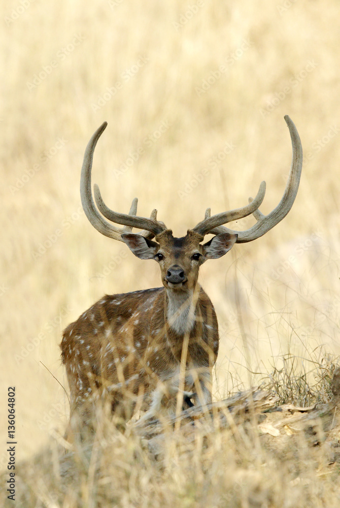 Fototapeta premium Spotted deer in Pench National Park