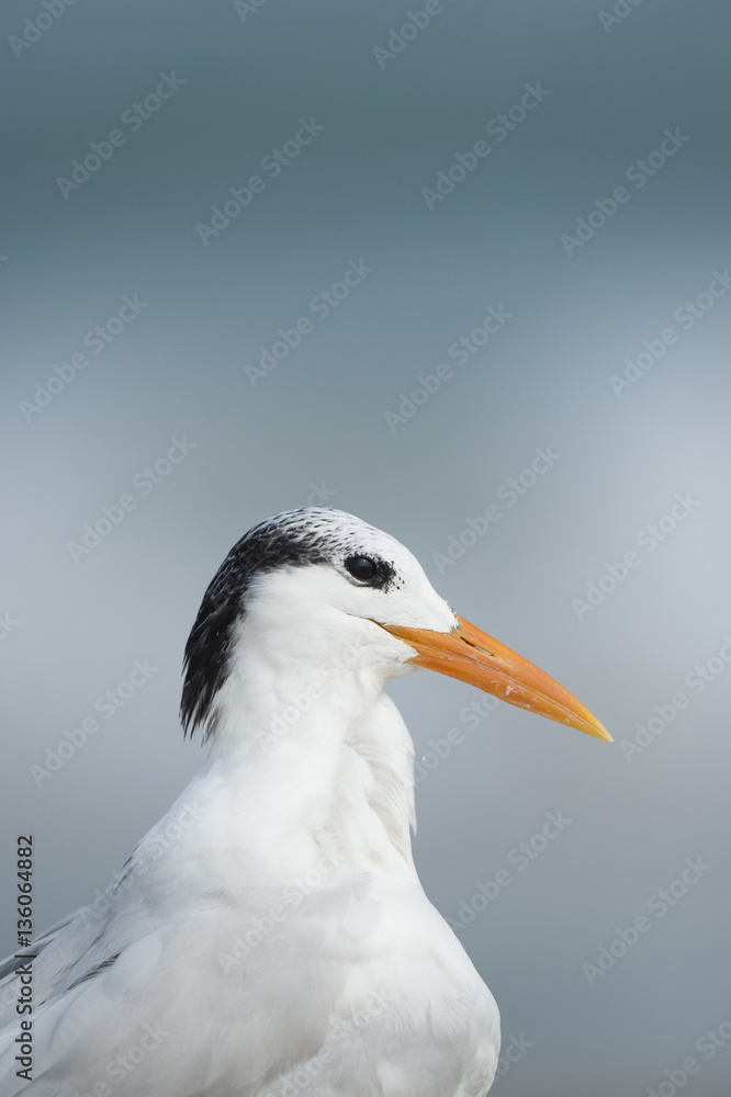 A Royal Tern close up portrait in soft sunlight with a smooth blue ocean background. A Royal Tern close up portrait in soft sunlight with a smooth blue ocean background.