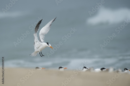 A Royal Tern flares its wings just before landing on a beach with a flock of other terns on a foggy morning.