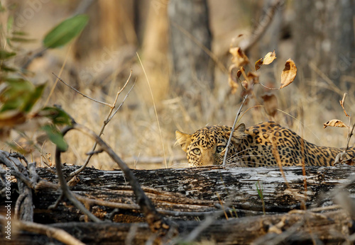 Leopard in Pench National Park