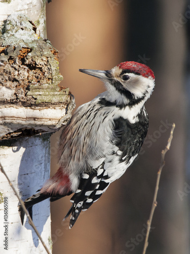 White-backed woodpecker