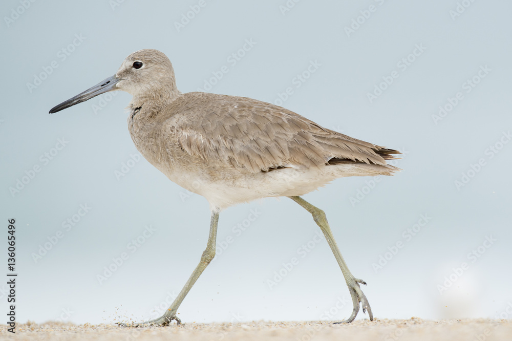 A Willet walks along the beach stomping its foot down and kicking sand in the air with a smooth background. A Willet walks along the beach stomping its foot down and kicking sand in the air with a smooth background.
