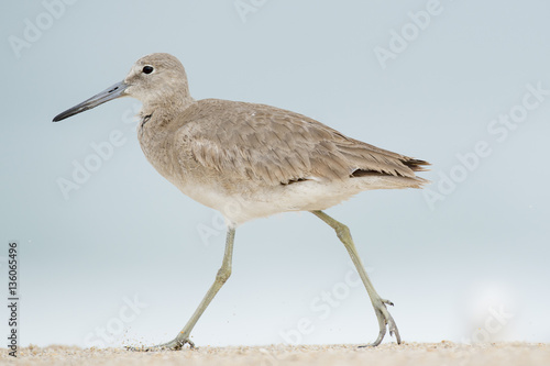 A Willet walks along the beach stomping its foot down and kicking sand in the air with a smooth background.