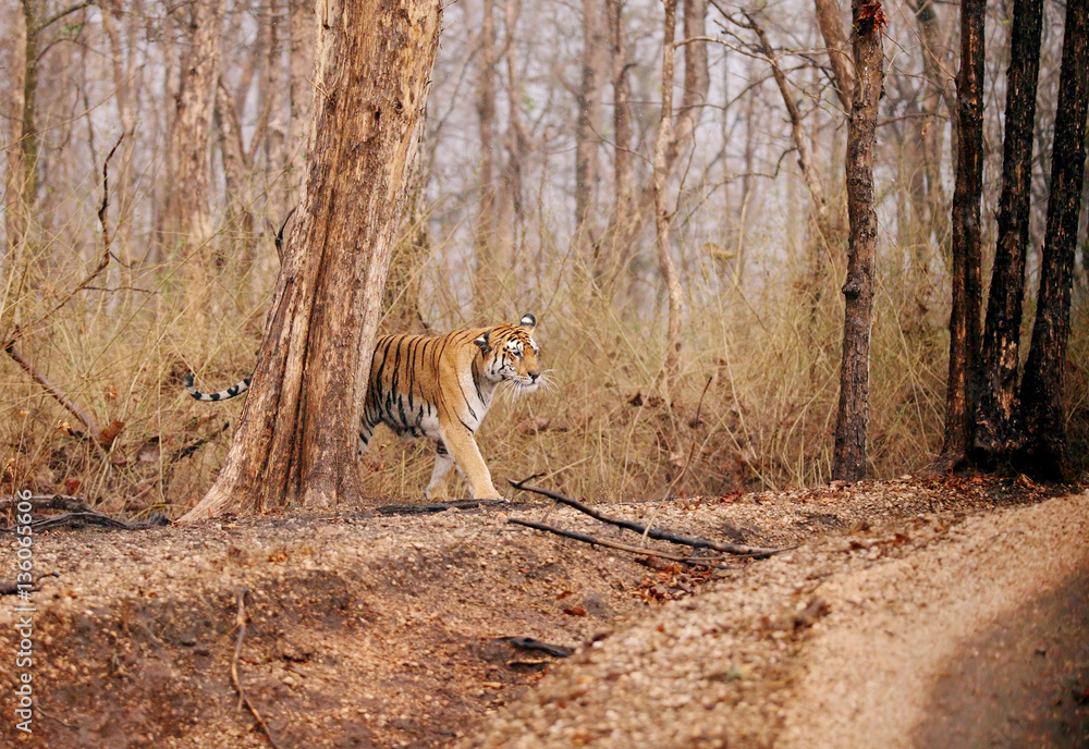 Fototapeta premium Collarwali tigress, Pench National Park
