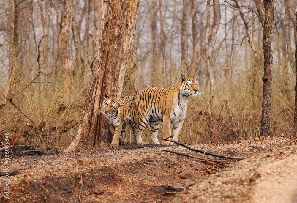 Fototapeta premium Collarwali tigress with her cub, Pench National Park