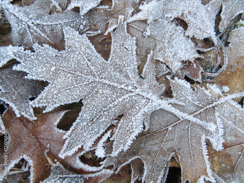 Frozen oak tree leaf