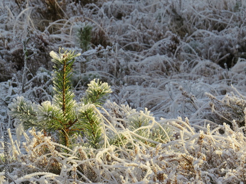 Fresh pine tree in sunny snow