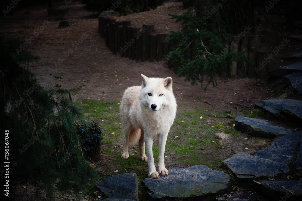 Obraz premium loup blanc