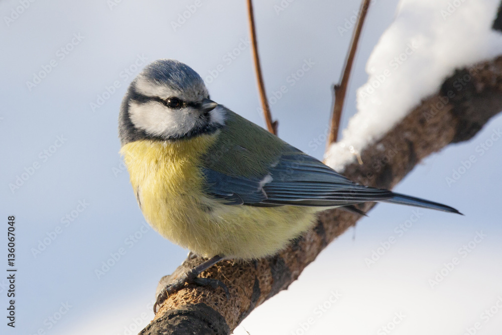 Fototapeta premium Blue tit sitting on snowy branch