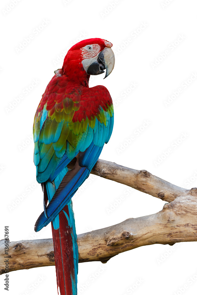 Fototapeta premium parrot macaw Red and blue. on white background 