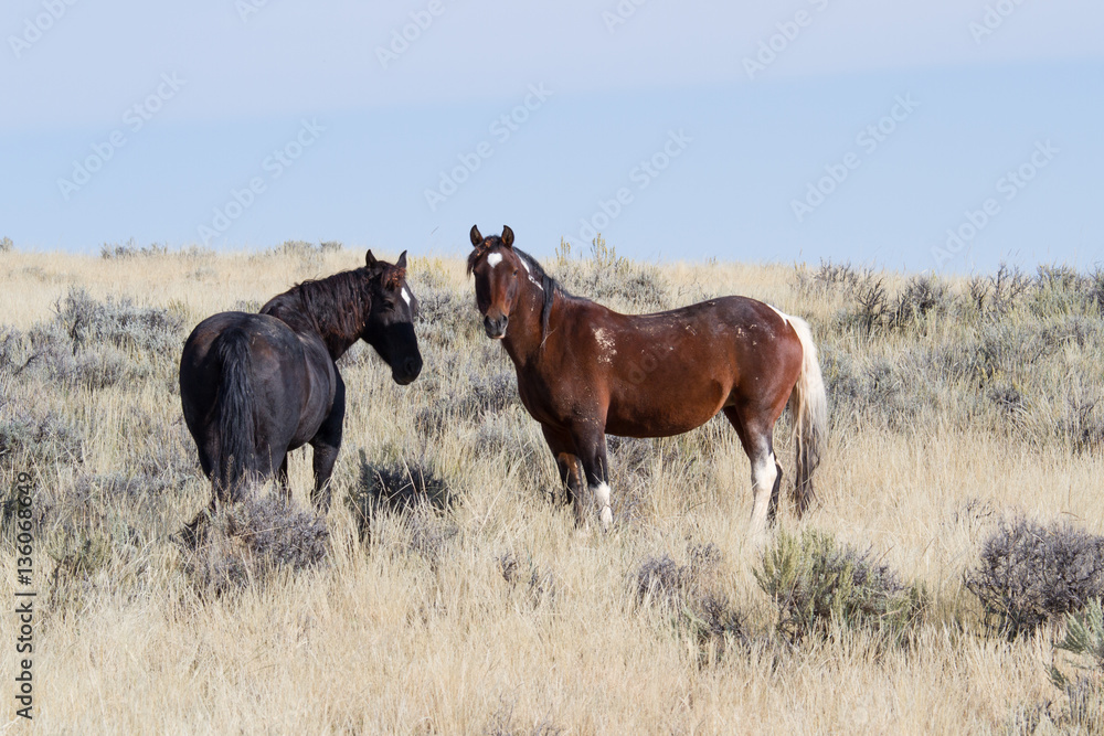 Pferd Pferd