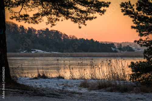 Winter landscape in pink morning light view of the ocean through pine trees
