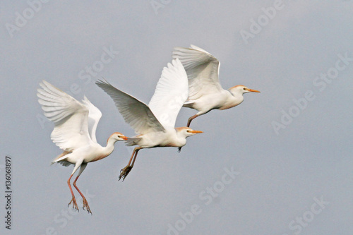 Cattle egrets in flight at High Island, Texas