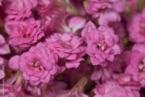 Flower exposition. Canary Island