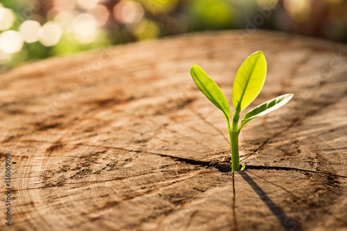 New Life concept with seedling growing sprout (tree).business de photo