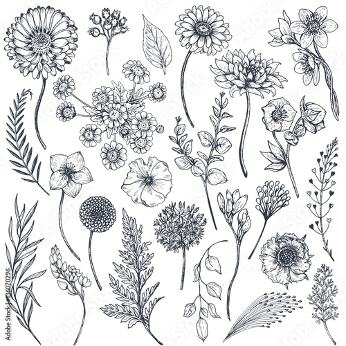 Collection of hand drawn flowers and plants