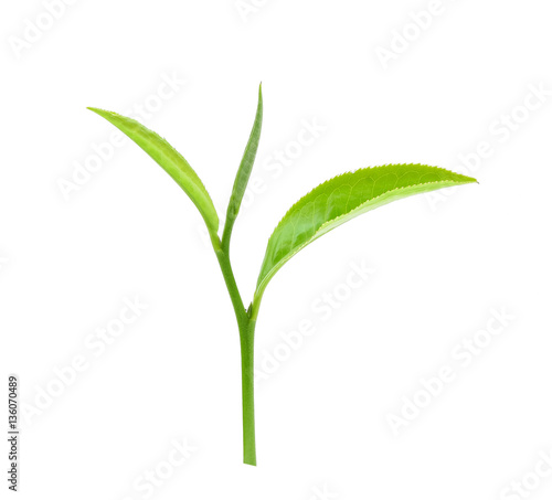 green tea leaf isolated on white background © akepong srichaichana