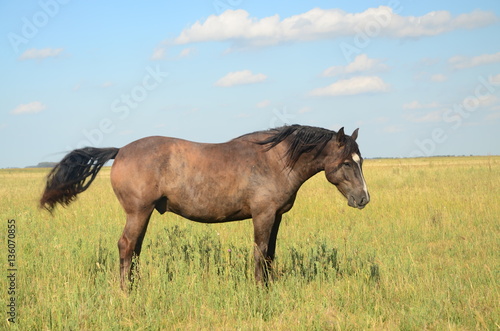 Caballos en la llanura Pampeana Argentina photo