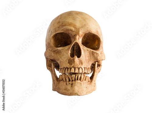 Skull front view on white background / Image Isolate on white background with clipping path


