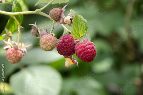 red juicy raspberries