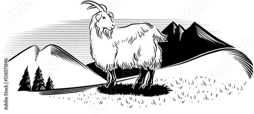 Goat in a mountain landscape.