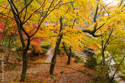 Autumn japanese garden