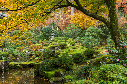 Japanese garden with maple tree