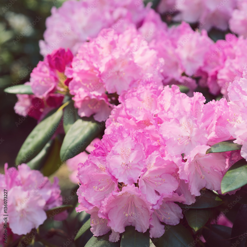 Flower Pink Rhododendron